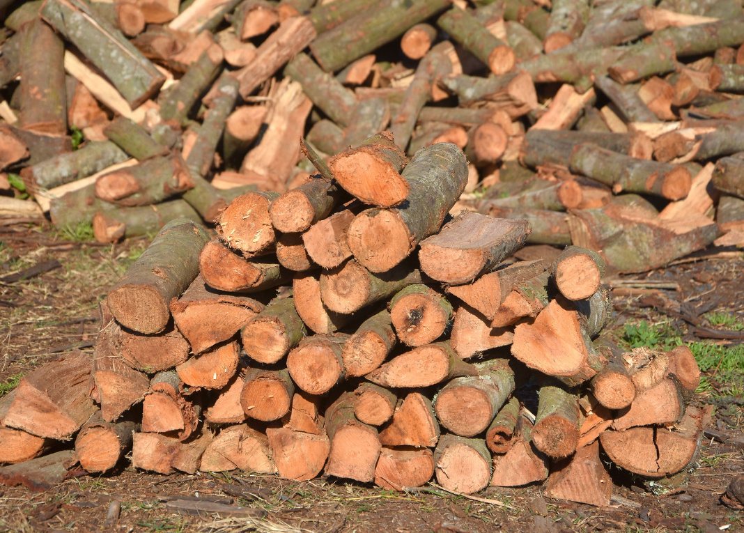 Myrtle Wood from Charley's Wood